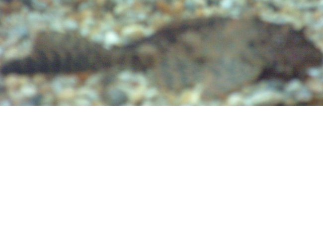 freshwater fish - glyptoperichthys gibbiceps - sailfin pleco (l-83) stocking in 47 gallons tank - Sailfin pleco has come to say hello!
54L vitakraft
1 Sailfin pleco 4"
1 Dwarf pleco 1"
1 African black knife fish 4"
1 Kissing gourami 2"
1 Honey gourami 1"
4 Neon tetras 0.25"
1 Glass catfish 2"
1 Coolie loach 3"
2 Corydoras 1" & 2"
2 Tiger platys 0.5"
2 Sailfin mollys 1.5" freshwater fish - glyptoperichthys gibbiceps - sailfin pleco (l-83) stocking in 47 gallons tank - Sailfin pleco has come to say hello!
54L vitakraft
1 Sailfin pleco 4"
1 Dwarf pleco 1"
1 African black knife fish 4"
1 Kissing gourami 2"
1 Honey gourami 1"
4 Neon tetras 0.25"
1 Glass catfish 2"
1 Coolie loach 3"
2 Corydoras 1" & 2"
2 Tiger platys 0.5"
2 Sailfin mollys 1.5"