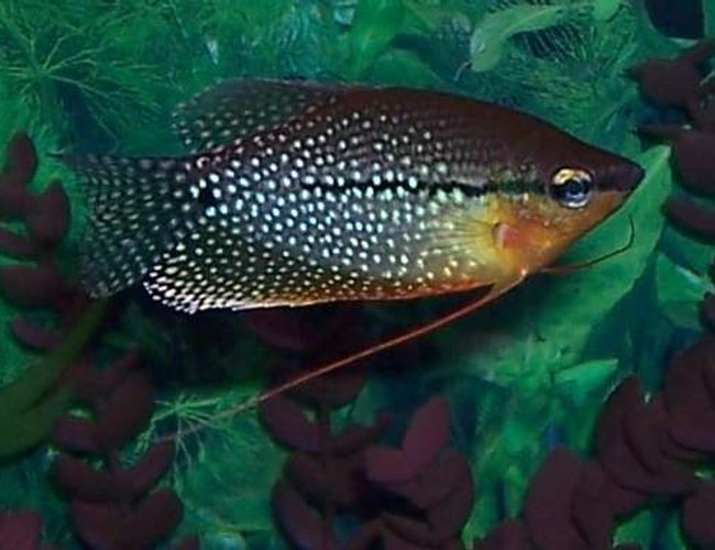 freshwater fish - trichogaster leeri - pearl gourami stocking in 55 gallons tank - pearl gourami freshwater fish - trichogaster leeri - pearl gourami stocking in 55 gallons tank - pearl gourami