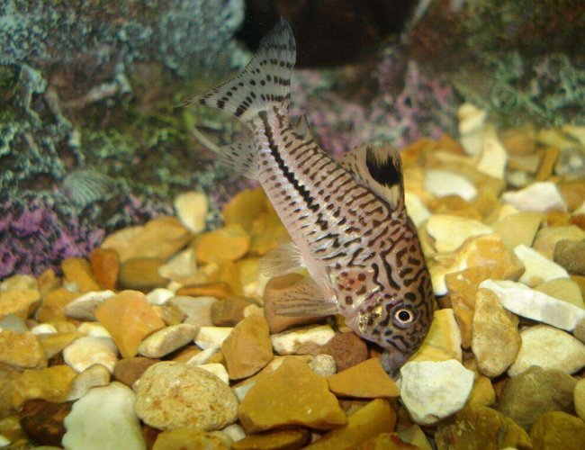 freshwater fish - corydoras sp. - false julii cory cat stocking in 110 gallons tank - my spotted cory cat freshwater fish - corydoras sp. - false julii cory cat stocking in 110 gallons tank - my spotted cory cat
