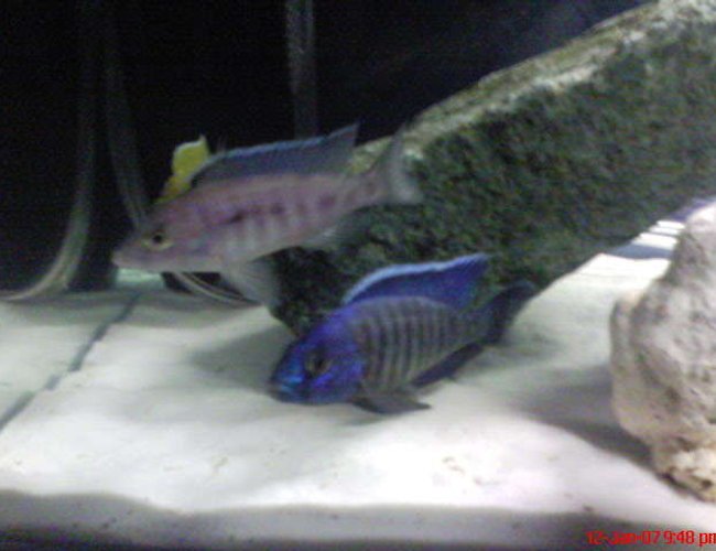freshwater fish - aulonocara stuartgranti - peacock cichlid stocking in 60 gallons tank - 2 blue cichlids freshwater fish - aulonocara stuartgranti - peacock cichlid stocking in 60 gallons tank - 2 blue cichlids