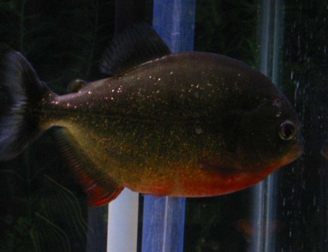 freshwater fish - pygocentrus nattereri - redbellied pirhana stocking in 55 gallons tank - Vicious freshwater fish - pygocentrus nattereri - redbellied pirhana stocking in 55 gallons tank - Vicious