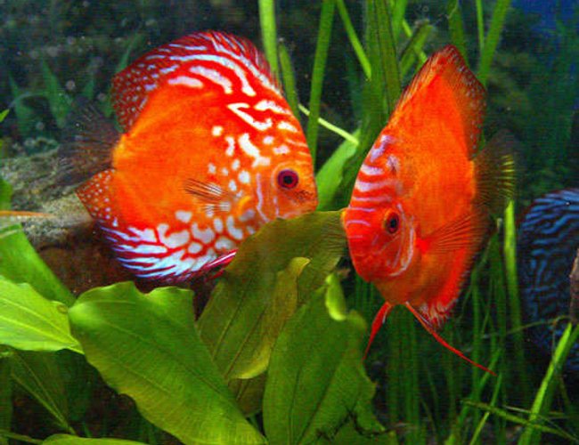 freshwater fish - symphysodon sp. - red marlboro discus stocking in 180 gallons tank - Pair of Marlboro Red Discus in a 100 Gallon tank. Approximately 6 inches high. THey have spawned several times but have failed to raise their young. freshwater fish - symphysodon sp. - red marlboro discus stocking in 180 gallons tank - Pair of Marlboro Red Discus in a 100 Gallon tank. Approximately 6 inches high. THey have spawned several times but have failed to raise their young.