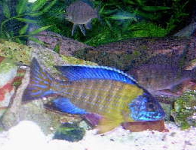 freshwater fish - aulonocara stuartgranti - peacock cichlid stocking in 95 gallons tank - Wild caught Aulonocara stuartgranti (blue neon Undu Reef)
The male named Hanigan is now a proud father freshwater fish - aulonocara stuartgranti - peacock cichlid stocking in 95 gallons tank - Wild caught Aulonocara stuartgranti (blue neon Undu Reef)
The male named Hanigan is now a proud father