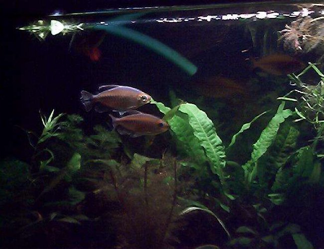 freshwater fish - phenacogrammus interruptus - congo tetra stocking in 35 gallons tank - my 2 congo tetras were very shy to start with and refused to stay still for a photo , I think im going to have to get a ZPM for my camera as batteries for my digital keep running out really quickly especially if you have to wait for the fish to stay still long enough to photo freshwater fish - phenacogrammus interruptus - congo tetra stocking in 35 gallons tank - my 2 congo tetras were very shy to start with and refused to stay still for a photo , I think im going to have to get a ZPM for my camera as batteries for my digital keep running out really quickly especially if you have to wait for the fish to stay still long enough to photo
