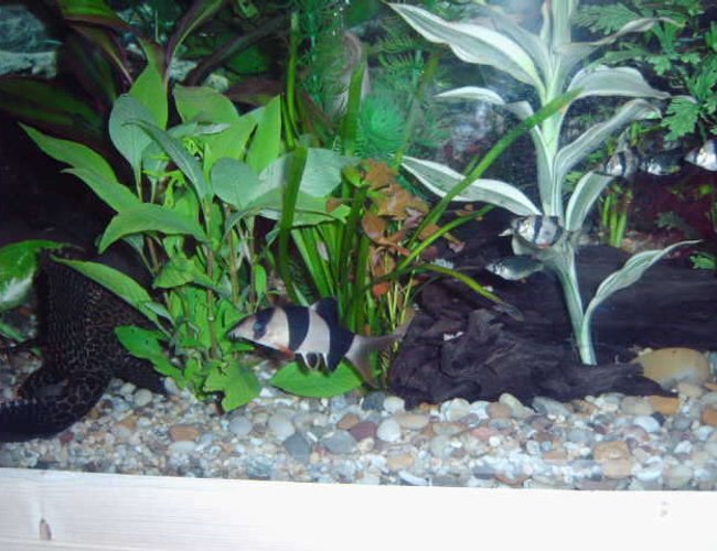 freshwater fish - botia macracantha - clown loach stocking in 75 gallons tank - my clown loach a few of my tiger barbs and the back end of my plec. freshwater fish - botia macracantha - clown loach stocking in 75 gallons tank - my clown loach a few of my tiger barbs and the back end of my plec.