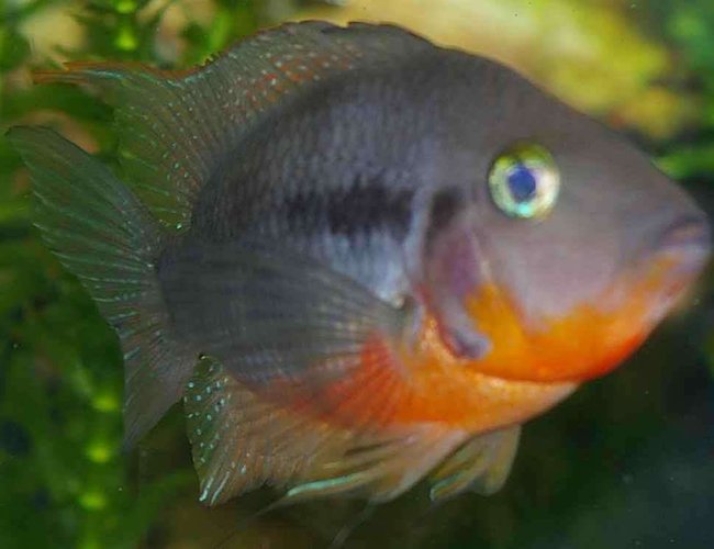 freshwater fish - thorichthys meeki - firemouth cichlid stocking in 22 gallons tank - Firemouth Cichlid freshwater fish - thorichthys meeki - firemouth cichlid stocking in 22 gallons tank - Firemouth Cichlid