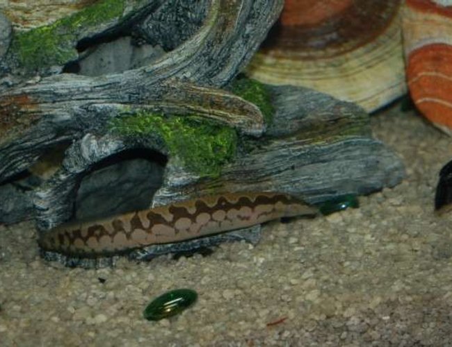 freshwater fish - mastacembelus armatus - tire track eel stocking in 45 gallons tank - I love my eel. freshwater fish - mastacembelus armatus - tire track eel stocking in 45 gallons tank - I love my eel.