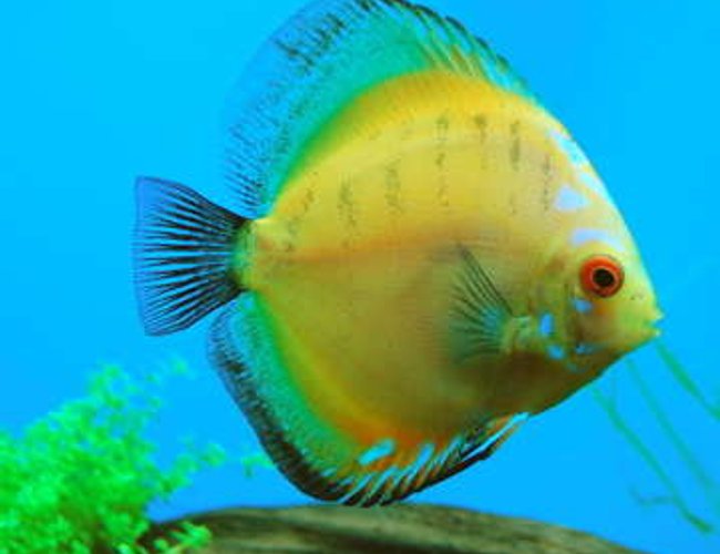 freshwater fish - symphysodon sp. - yellow marlboro discus stocking in 55 gallons tank - Banana Bus is a Morning Glory discus. freshwater fish - symphysodon sp. - yellow marlboro discus stocking in 55 gallons tank - Banana Bus is a Morning Glory discus.