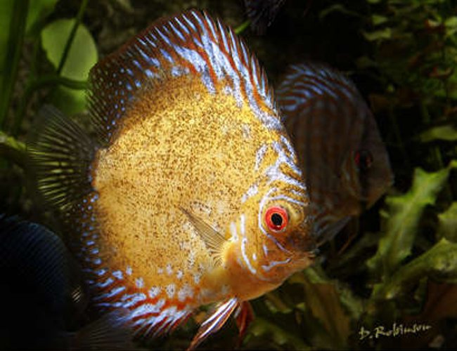 freshwater fish - symphysodon sp. - golden phoenix discus stocking in 180 gallons tank - Golden Phoenix Discus, about 2 years old. freshwater fish - symphysodon sp. - golden phoenix discus stocking in 180 gallons tank - Golden Phoenix Discus, about 2 years old.