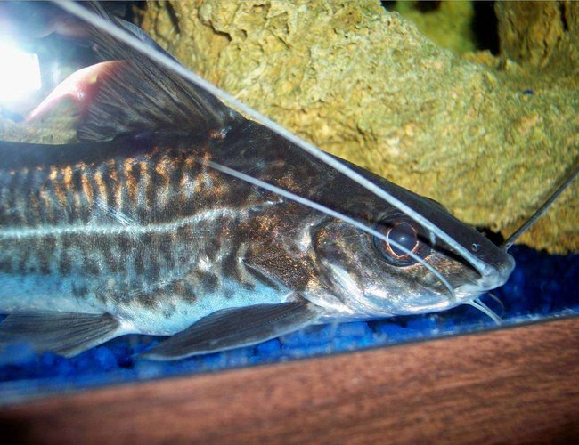 freshwater fish - pimelodus blochii - flat-nosed catfish stocking in 72 gallons tank - Pictus Catfish, Blochii freshwater fish - pimelodus blochii - flat-nosed catfish stocking in 72 gallons tank - Pictus Catfish, Blochii
