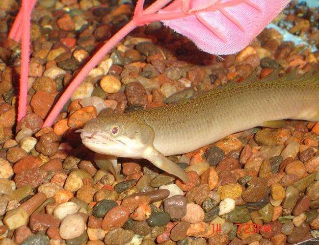 freshwater fish - polypterus palmas - palmas bichir stocking in 101 gallons tank - Polypterus Palmas freshwater fish - polypterus palmas - palmas bichir stocking in 101 gallons tank - Polypterus Palmas