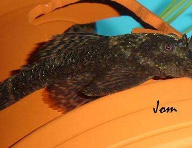 freshwater fish - ancistrus sp. - bushy nose pleco stocking in 101 gallons tank - Ancistrus freshwater fish - ancistrus sp. - bushy nose pleco stocking in 101 gallons tank - Ancistrus