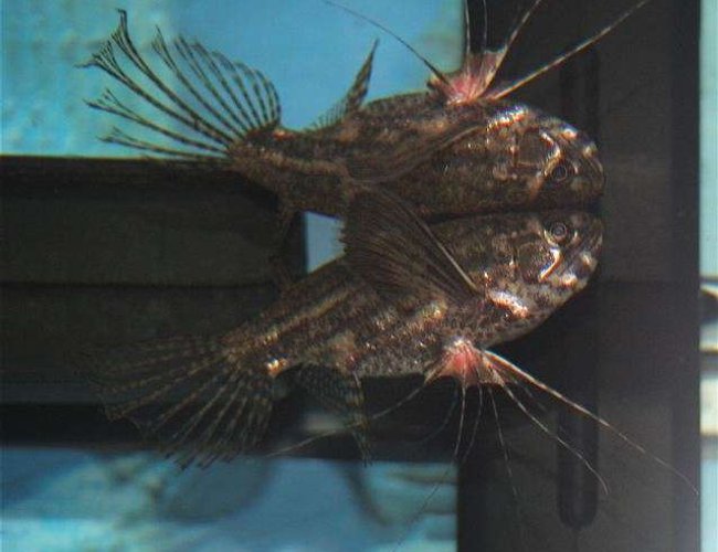 freshwater fish - pantodon buchholzi - african butterflyfish stocking in 75 gallons tank - African Butterfly Fish freshwater fish - pantodon buchholzi - african butterflyfish stocking in 75 gallons tank - African Butterfly Fish