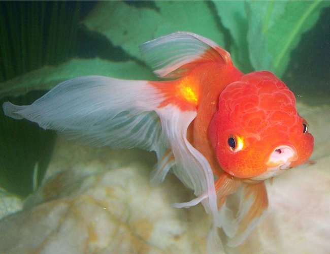 freshwater fish - carassius auratus - oranda goldfish stocking in 72 gallons tank - Goldfish, Red Oranda freshwater fish - carassius auratus - oranda goldfish stocking in 72 gallons tank - Goldfish, Red Oranda