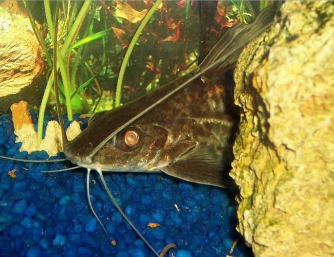 freshwater fish - pimelodus blochii - flat-nosed catfish stocking in 72 gallons tank - Pictus Catfish, Blochii freshwater fish - pimelodus blochii - flat-nosed catfish stocking in 72 gallons tank - Pictus Catfish, Blochii