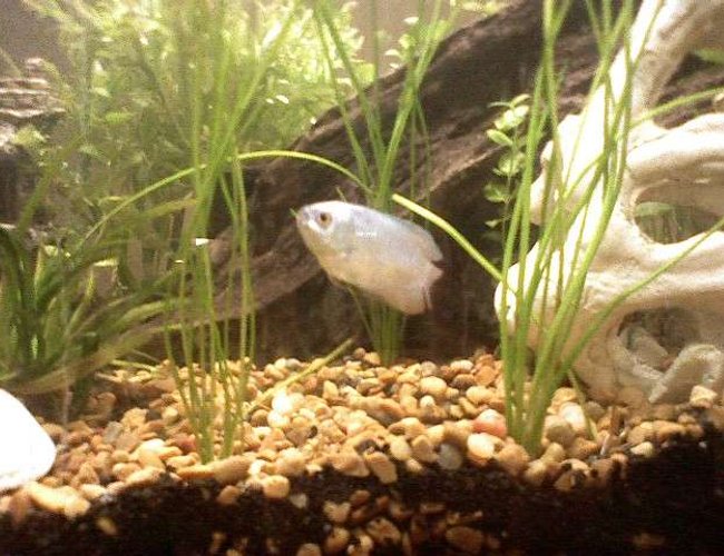freshwater fish - colisa lalia - powder blue dwarf gourami stocking in 30 gallons tank - Dwarf neon blue Gourami freshwater fish - colisa lalia - powder blue dwarf gourami stocking in 30 gallons tank - Dwarf neon blue Gourami