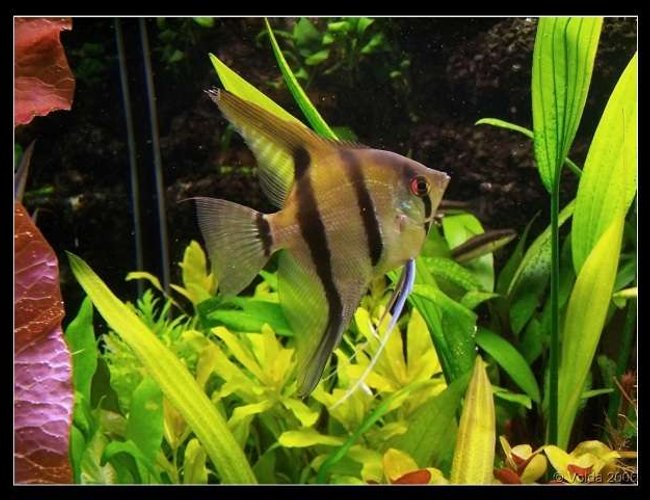 freshwater fish - pterophyllum sp. - silver zebra angel stocking in 103 gallons tank - Pterophyllum skalare freshwater fish - pterophyllum sp. - silver zebra angel stocking in 103 gallons tank - Pterophyllum skalare