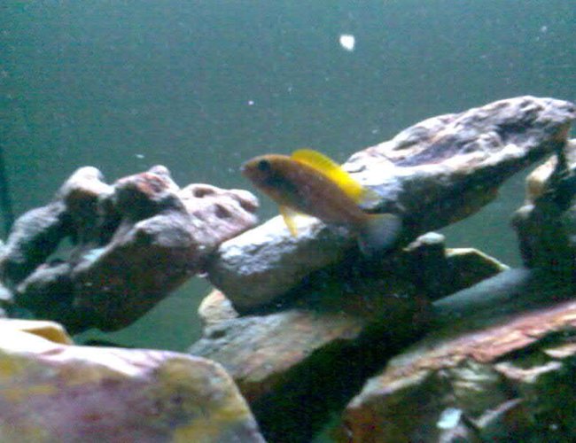 freshwater fish - aulonocara sp. - strawberry peacock cichlid stocking in 32 gallons tank - Unknow, what is this fish? freshwater fish - aulonocara sp. - strawberry peacock cichlid stocking in 32 gallons tank - Unknow, what is this fish?