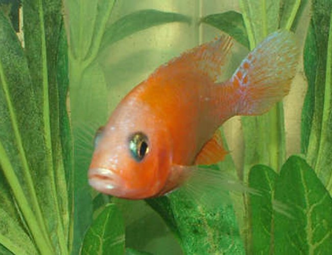 freshwater fish - aulonocara sp. - strawberry peacock cichlid stocking in 55 gallons tank - My name is Peachey and I came in a batch of assorted Cichlids so Im not sure of my species, but Im shy and kinda meek so I ask that you all just please leave me alone PLEASE. freshwater fish - aulonocara sp. - strawberry peacock cichlid stocking in 55 gallons tank - My name is Peachey and I came in a batch of assorted Cichlids so Im not sure of my species, but Im shy and kinda meek so I ask that you all just please leave me alone PLEASE.