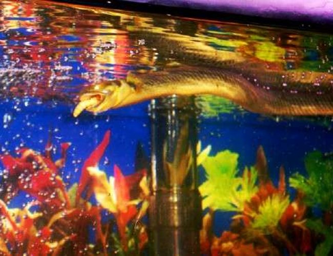 freshwater fish - erpetoichthys calabaricus - reed fish stocking in 55 gallons tank - Reedfish11" Meal time freshwater fish - erpetoichthys calabaricus - reed fish stocking in 55 gallons tank - Reedfish11" Meal time