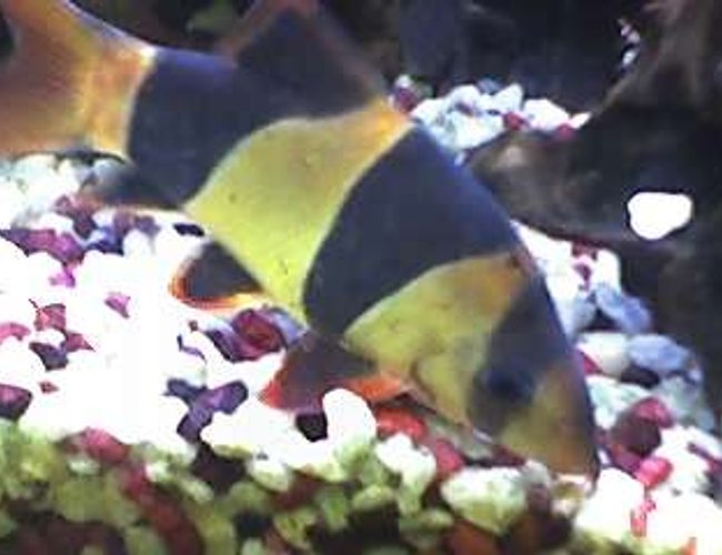freshwater fish - botia macracantha - clown loach stocking in 55 gallons tank - 4 year old clown loach 4 in. freshwater fish - botia macracantha - clown loach stocking in 55 gallons tank - 4 year old clown loach 4 in.
