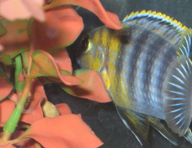 freshwater fish - tropheops sp. red cheek - red cheek stocking in 55 gallons tank - Tropheops "Red Cheek" freshwater fish - tropheops sp. red cheek - red cheek stocking in 55 gallons tank - Tropheops "Red Cheek"