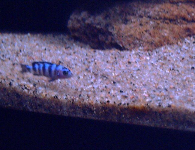 freshwater fish - pseudotropheus demasoni - demasoni cichlid stocking in 52 gallons tank - Ps. Demasoni fry freshwater fish - pseudotropheus demasoni - demasoni cichlid stocking in 52 gallons tank - Ps. Demasoni fry