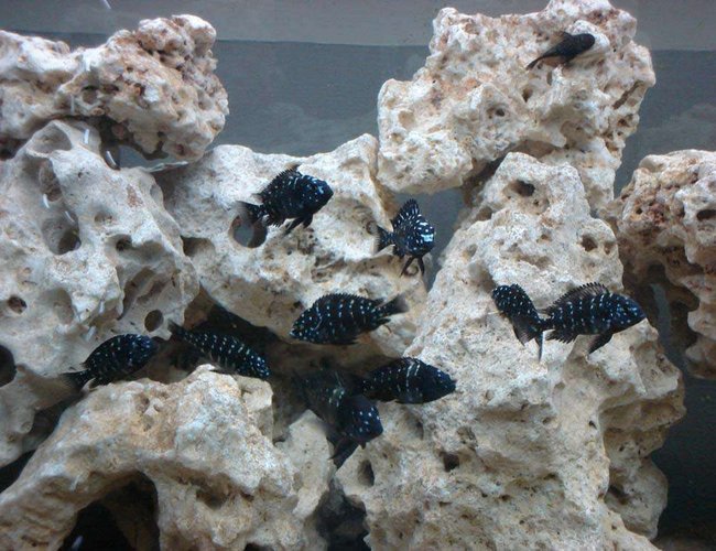 freshwater fish - tropheus duboisii - duboisi cichlid stocking in 40 gallons tank - the group freshwater fish - tropheus duboisii - duboisi cichlid stocking in 40 gallons tank - the group