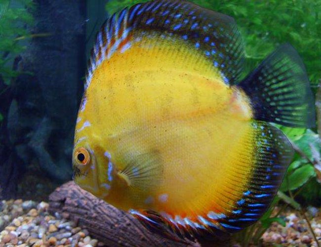 freshwater fish - symphysodon sp. - yellow marlboro discus stocking in 50 gallons tank - My pride and joy! freshwater fish - symphysodon sp. - yellow marlboro discus stocking in 50 gallons tank - My pride and joy!