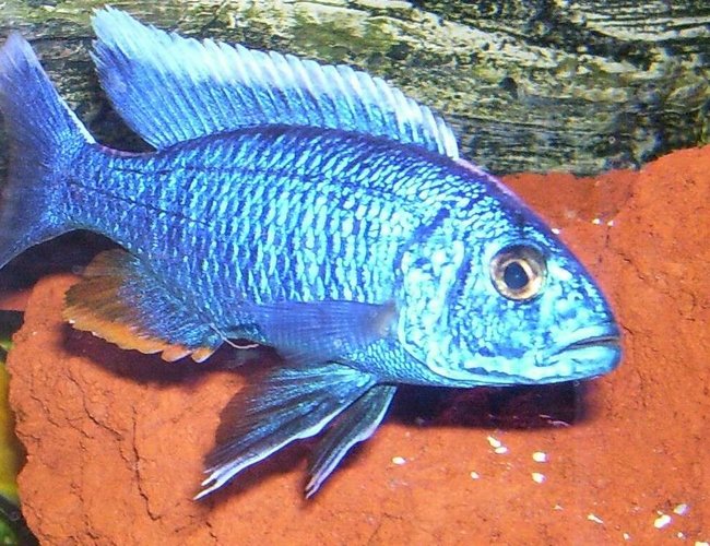 freshwater fish - sciaenochromis fryeri - electric blue hap stocking in 95 gallons tank - Sciaenochromis Fryeri Male freshwater fish - sciaenochromis fryeri - electric blue hap stocking in 95 gallons tank - Sciaenochromis Fryeri Male