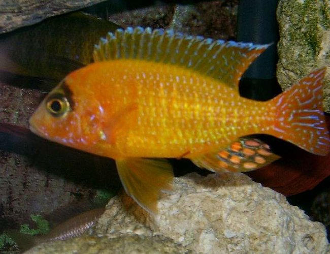 freshwater fish - aulonocara sp. - dragon blood peacock stocking in 95 gallons tank - Golden Peacock or Straberry Peacock. Many names for the same fish, He is a man made breed of African Cichlid.
His name is Chambers and he is a proud father of many young fry, freshwater fish - aulonocara sp. - dragon blood peacock stocking in 95 gallons tank - Golden Peacock or Straberry Peacock. Many names for the same fish, He is a man made breed of African Cichlid.
His name is Chambers and he is a proud father of many young fry,