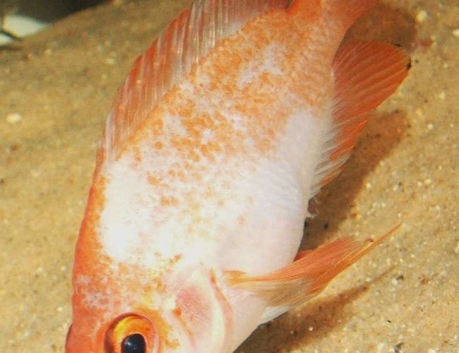 freshwater fish - amphilophus citrinellus - midas cichlid stocking in 75 gallons tank - Midas freshwater fish - amphilophus citrinellus - midas cichlid stocking in 75 gallons tank - Midas