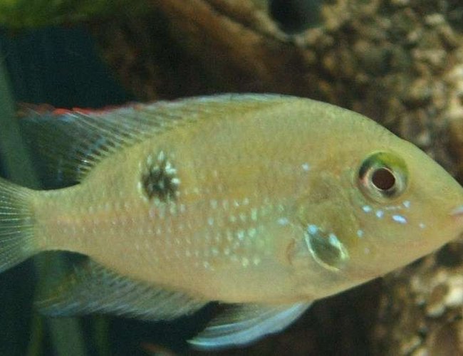 freshwater fish - thorichthys meeki - firemouth cichlid stocking in 75 gallons tank - Firemouth Cichlid freshwater fish - thorichthys meeki - firemouth cichlid stocking in 75 gallons tank - Firemouth Cichlid