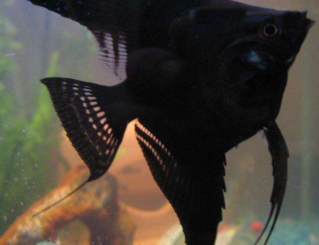 freshwater fish - pterophyllum sp. - black veil angel stocking in 20 gallons tank - Cookie
My Straight Tail Angelfish
Very inquisitive, so much so I have to be extra careful when arranging inside tank because he/she will approach instead of hide! freshwater fish - pterophyllum sp. - black veil angel stocking in 20 gallons tank - Cookie
My Straight Tail Angelfish
Very inquisitive, so much so I have to be extra careful when arranging inside tank because he/she will approach instead of hide!