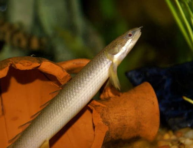 freshwater fish - polypterus weeksii - weeksii bichir stocking in 55 gallons tank - senegal bichir freshwater fish - polypterus weeksii - weeksii bichir stocking in 55 gallons tank - senegal bichir