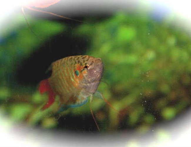freshwater fish - trichopsis pumilus - sparkling gourami stocking in 55 gallons tank - gourami 3 freshwater fish - trichopsis pumilus - sparkling gourami stocking in 55 gallons tank - gourami 3
