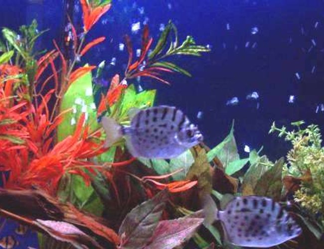 freshwater fish - scatophagus multifasciatus - silver scat stocking in 29 gallons tank - Silver Scats freshwater fish - scatophagus multifasciatus - silver scat stocking in 29 gallons tank - Silver Scats