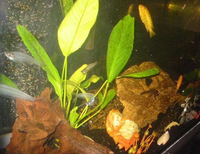 freshwater fish - kryptopterus bicirrhis - ghost glass cat stocking in 35 gallons tank - Shot with flash. My ghost glass catfish are a tightly nit pack. :D freshwater fish - kryptopterus bicirrhis - ghost glass cat stocking in 35 gallons tank - Shot with flash. My ghost glass catfish are a tightly nit pack. :D