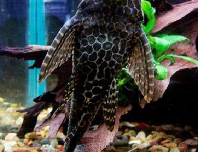 freshwater fish - glyptoperichthys gibbiceps - sailfin pleco (l-83) stocking in 50 gallons tank - the belly of my large sailfin pleco