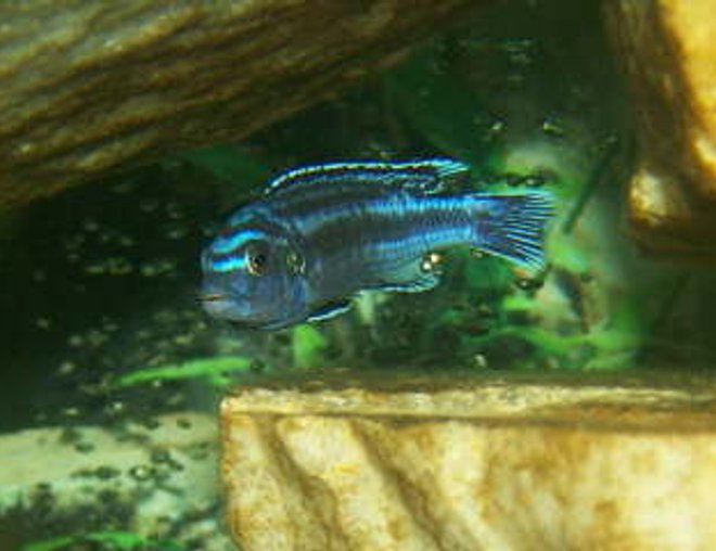 freshwater fish - melanochromis johannii - johanni cichlid stocking in 125 gallons tank - One Awesome Looking African Cichlid!!!