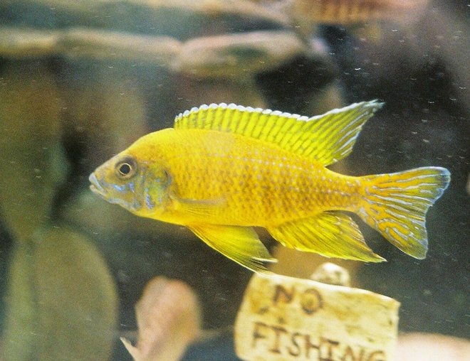 freshwater fish - aulonocara stuartgranti stocking in 55 gallons tank - My Aulonocara Maleri Male freshwater fish - aulonocara stuartgranti stocking in 55 gallons tank - My Aulonocara Maleri Male