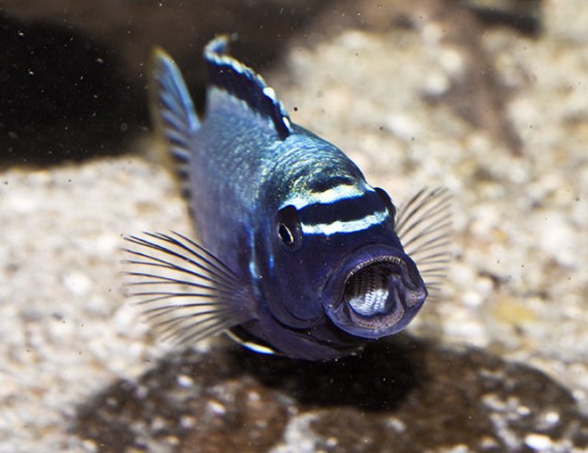 freshwater fish - metriaclima sp. stocking in 160 gallons tank - Metriaclima "Membe Deep" Maingano (male) freshwater fish - metriaclima sp. stocking in 160 gallons tank - Metriaclima "Membe Deep" Maingano (male)