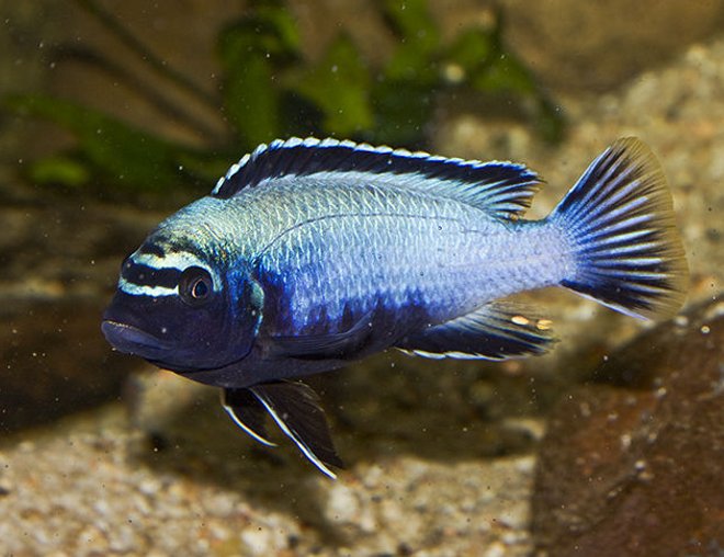 freshwater fish - metriaclima sp. stocking in 160 gallons tank - Membe Deep freshwater fish - metriaclima sp. stocking in 160 gallons tank - Membe Deep