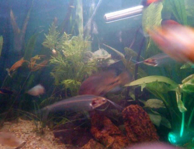 freshwater fish - kryptopterus bicirrhis - ghost glass cat stocking in 80 gallons tank - Glass catfish and friends... freshwater fish - kryptopterus bicirrhis - ghost glass cat stocking in 80 gallons tank - Glass catfish and friends...