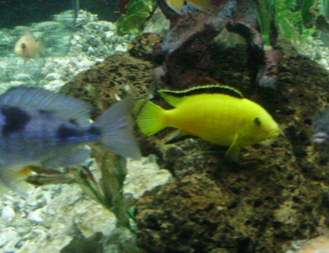 freshwater fish - labidochromis caeruleus - electric yellow cichlid stocking in 70 gallons tank - yellow lab named stripe and friends