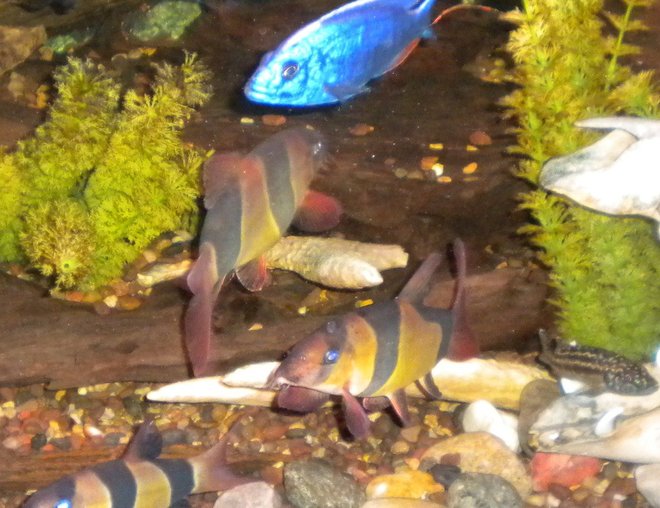 freshwater fish - botia macracantha - clown loach stocking in 180 gallons tank - Clown loaches,electric blue, and a Kendali freshwater fish - botia macracantha - clown loach stocking in 180 gallons tank - Clown loaches,electric blue, and a Kendali