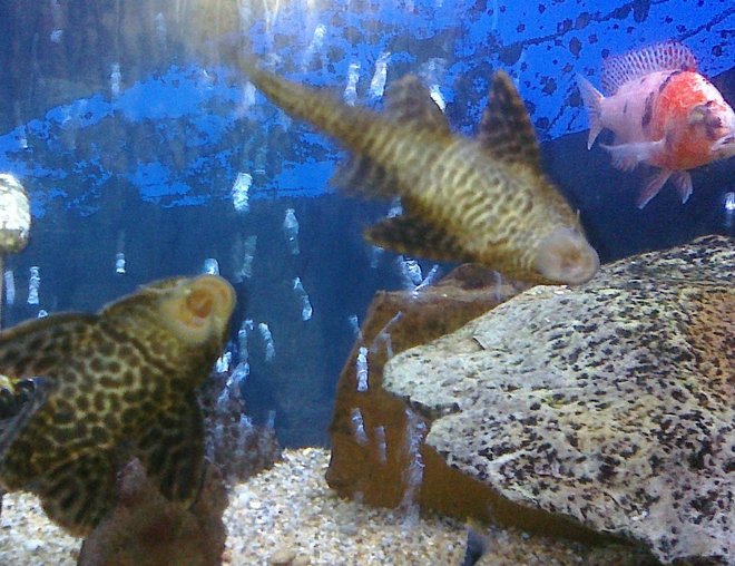 freshwater fish - glyptoperichthys gibbiceps - sailfin pleco (l-83) stocking in 55 gallons tank - fish