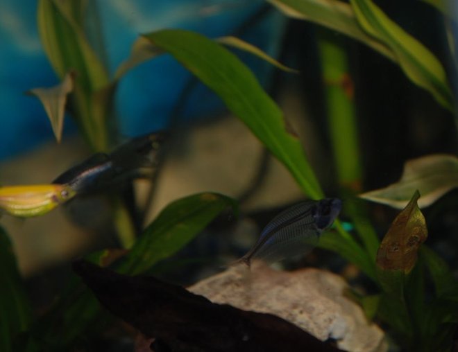 freshwater fish - kryptopterus bicirrhis - ghost glass cat stocking in 37 gallons tank - Mystery the glass cat freshwater fish - kryptopterus bicirrhis - ghost glass cat stocking in 37 gallons tank - Mystery the glass cat