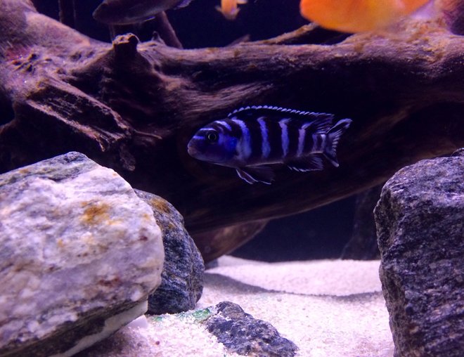 freshwater fish - pseudotropheus demasoni - demasoni cichlid stocking in 75 gallons tank - Pombo Rocks Chiclid (Pseudotropheus Demasoni)