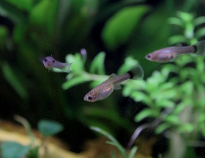 freshwater fish stocking in 10 gallons tank - Baby guppies in my plant fish tank! freshwater fish stocking in 10 gallons tank - Baby guppies in my plant fish tank!